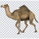 Camel Walk Loop - VideoHive Item for Sale