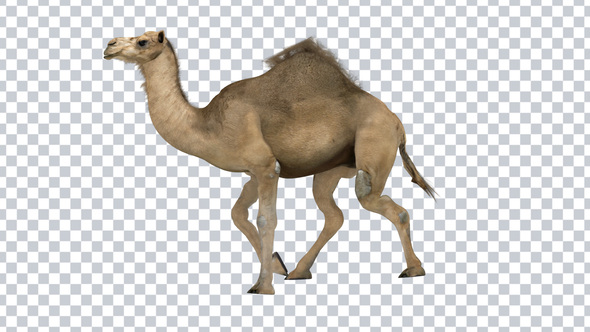 Camel Walk Loop