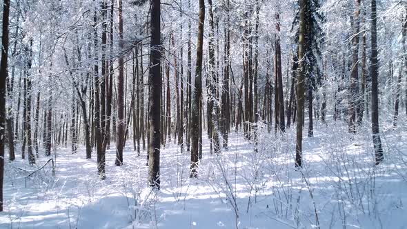 Flying Between the Trees in Snowy Forest Winter