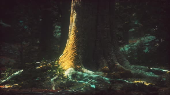 Old Trees with Lichen and Moss in Green Forest