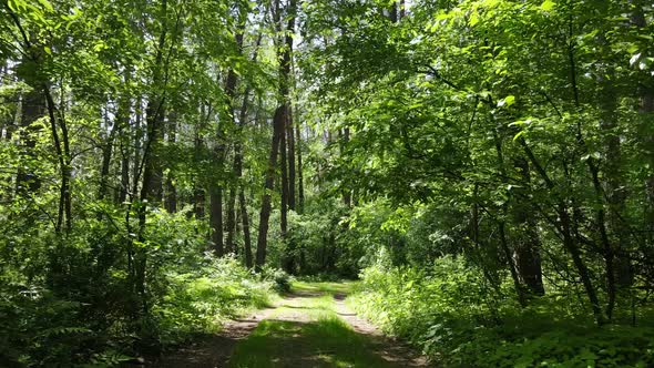 Trees in the Forest By Summer Day