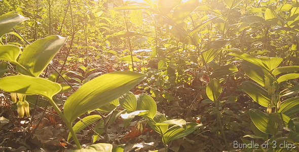 Relaxing Forest Godrays alt