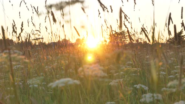 Stems of Milfoil and Spicules Sway in Wind Against Sunrise