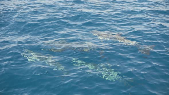 Group of Dolphins Playing in the Blue Water in Front of Boat