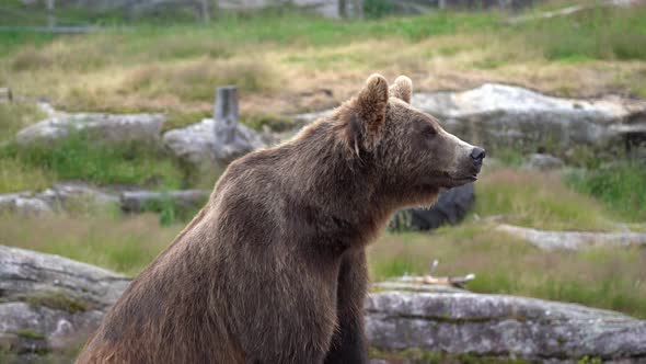 Curious brown bear rising head and looking around for prey - Nature and rubber tire in background -