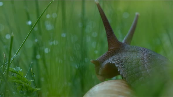 Large Snail in Grass with Dew