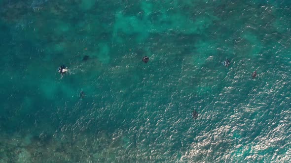 Seven manta swim in beautiful azure water above shallow reefs, top down aerial