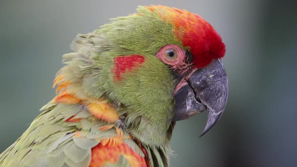 Macro close up of pretty colorful Red-fronted Macaw in Wilderness looking around