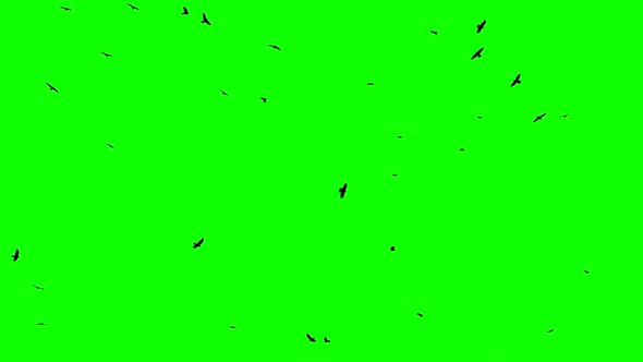 Flock Of Birds On Green Screen