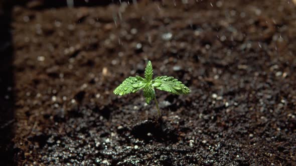 Seedling Hamp Newborn Marijuana Plant Sprouts From Ground and Grows Toward the Sunlight. Amazing of