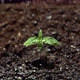 Seedling Hamp Newborn Marijuana Plant Sprouts From Ground and Grows Toward the Sunlight. Amazing of - VideoHive Item for Sale