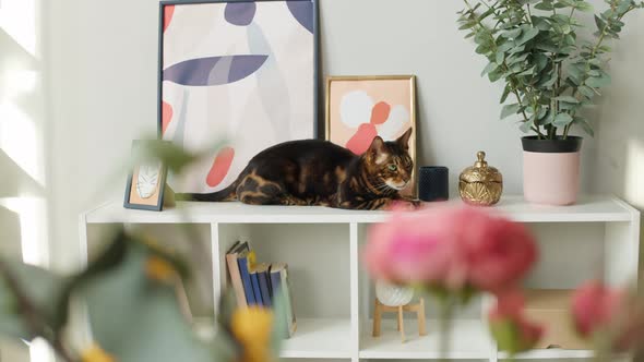 Bengal Cat Sitting on Shelf Closeup