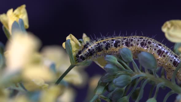 Cabbage butterfly caterpillar on green broccoli with yellow flowers, macro