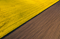 Drone view above yellow colza rape fields, agriculture concept from drone perspective - PhotoDune Item for Sale