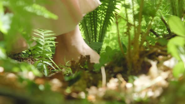 Woman Walking Between Ferns in Forest