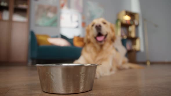 Golden Retriever Eating Dog Food From Metal Bowl Concept of Online Shop Delivery for Pets