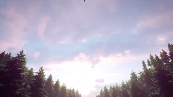 Flock of Birds Flying Over Forest with Sunset 4K 01