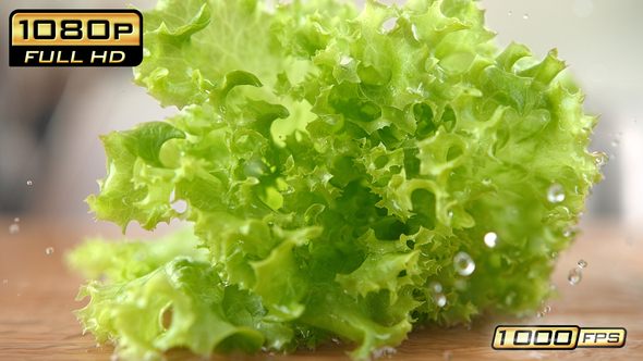 Curly Lettuce