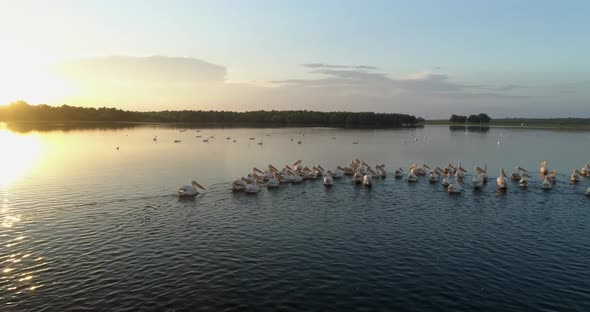 chasing a flock of pelicans over water during sunset