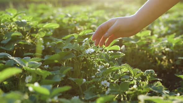 Female Hands Taking Care of Young Green Strawberry Bush Seedlings in the Soil