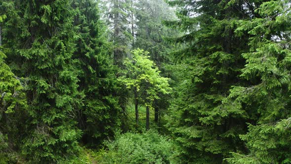 Flying in the Forest through the trees. Aerial view of a Green Forest. Drone footage of Wild Nature.