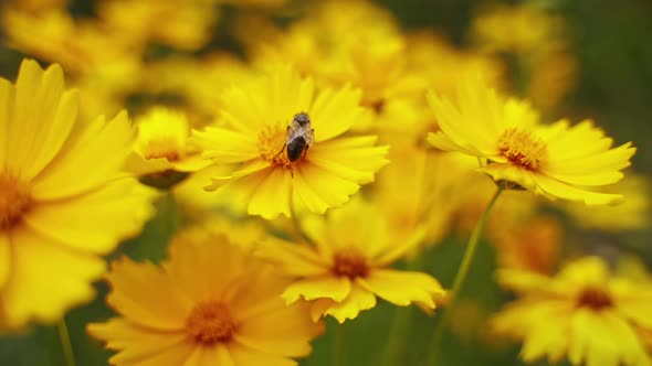 Bee harvesting pollen from flower. Background with beautiful yellow flowers, close up