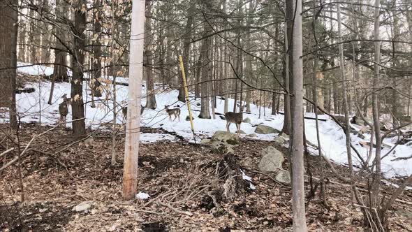 Hudson River Valley Deer on Snowy Banks