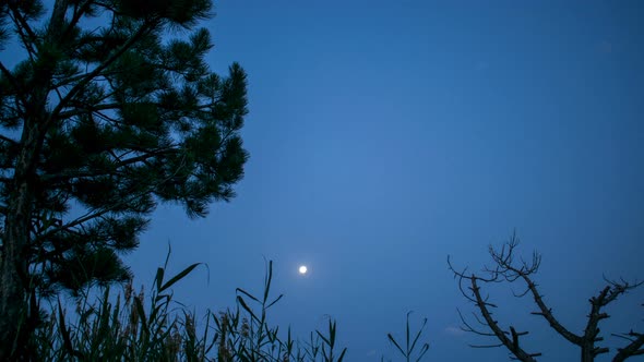 Night To Day Behind Tree