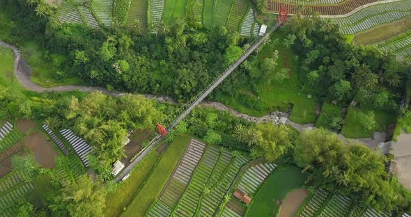 suspension bridge crossing the valley with waterfall surrounded by dense of trees and vegetable plan