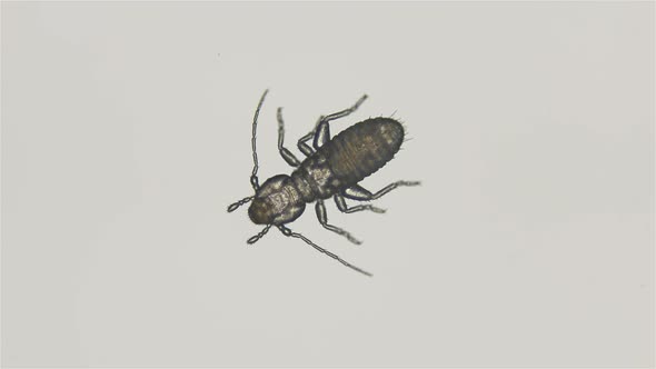 Book Lice Liposcelis Sp