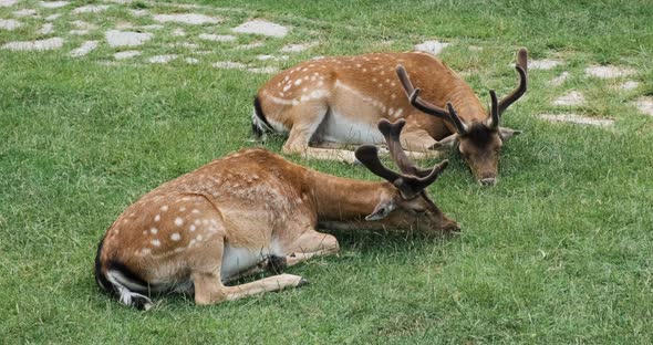 Several Male Axis Deers Lie on Green Meadow at Petting Zoo