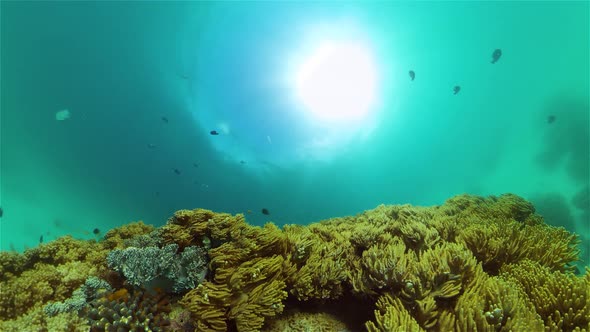 Coral Reef with Fish Underwater