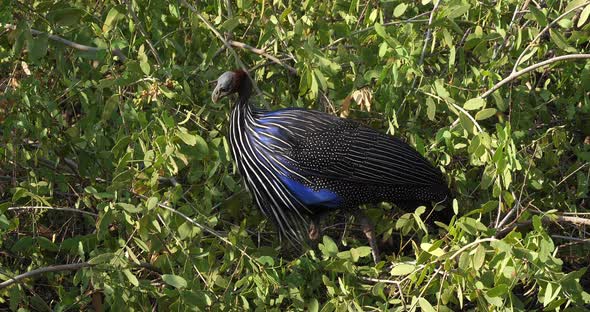 Vulturine Guineafowl, acryllium vulturinum, Adult perched in Tree, Samburu Park, Kenya, Real Time 4K