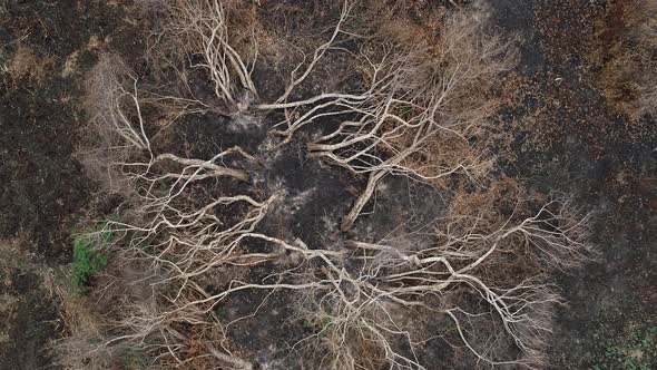 Aerial of dead trees in Pantanal after wild fire, shot moves up and reveals dead burnt landscape