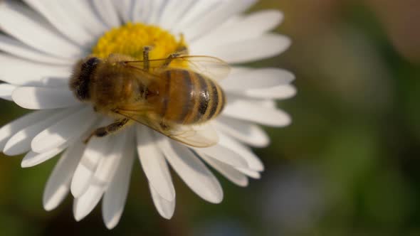 Honey Bee Daisy Close Up