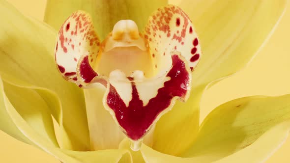 Beautiful Yellow Orchid Rotating on White Background and Cosmetic Pipette with Drops of Oil Macro