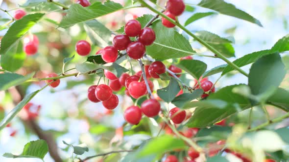 Juicy Red Cherries Hang on a Tree