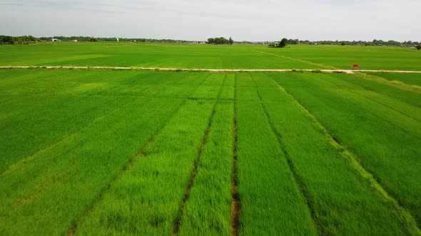 Drone Fly Over Long Lines and Wide Rice Padddy Fields in the Countryside of Asia