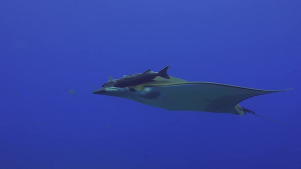 side view of sicklefin devil ray drifting in the blue ocean on the Azores.