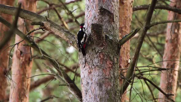 A Woodpecker with a Red Spot on Its Head Hollows Out the Bark with Its Beak