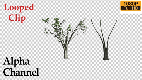 Elm Tree Realistic Growth Animation