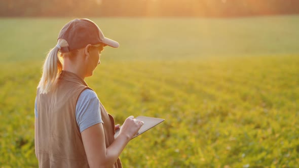 Back View of A Farmer Works in a Field of Young Corn, Uses a Tablet