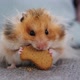 Cute Red Hamster Sits on the Couch and Eats a Cookie - VideoHive Item for Sale