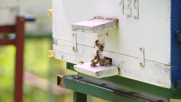Bees enter to hive, closeup, honey production