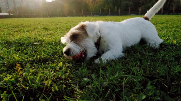 Cute Funny Playful Small Breed Jack Russell Terrier Pet Dog Puppy Wagging His Tail in the Grass