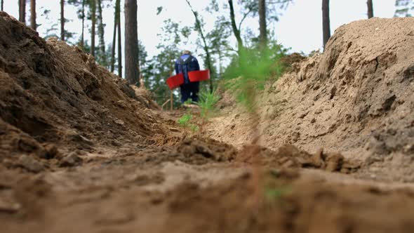 Man Planting Small Pine Seedlings in Ground. Young Sprouts of Pine in Forest