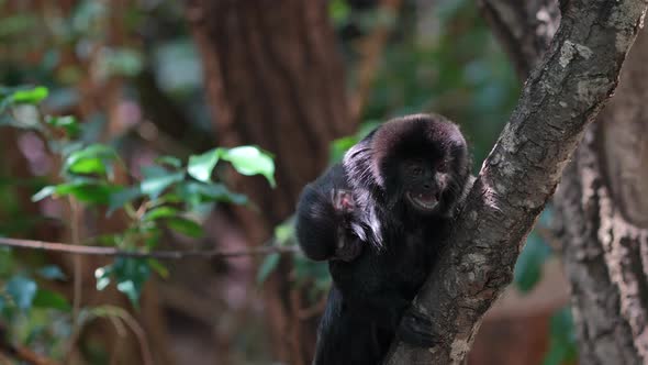 Cute young Tamarin Monkey perched on tree in jungle and screaming loud,close up