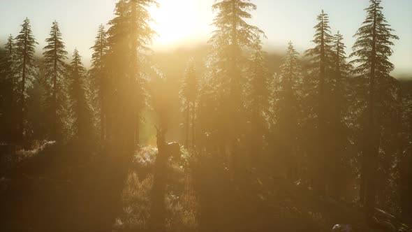 Deer Male in Forest at Sunset