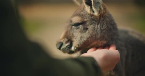 Little eastern grey kangaroo eating from a person's hand, close up