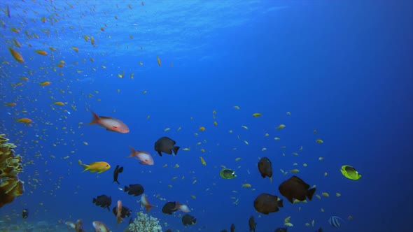 Underwater Scene Coral Reef